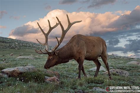 Colorado Wildlife Photography