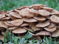 Identification of Honey Fungus - Armillaria