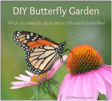 DIY Butterfly Garden: Attract Monarch Butterflies to Your Butterfly Garden