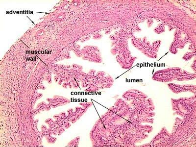 Fallopian tube | Histologia, Fisiologia, Anatomia e fisiologia