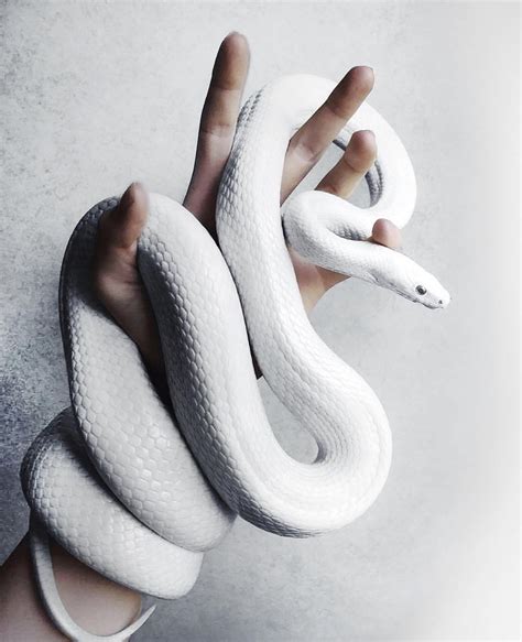 White Snake | Cute reptiles, Cute snake, Albino animals