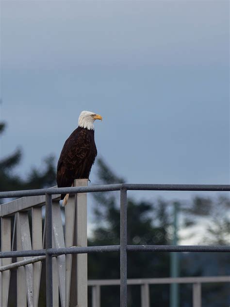 Perched bald eagle | BirdForum