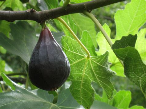 Deciduous Fruit Trees - Berkeley Horticultural Nursery Berkeley ...