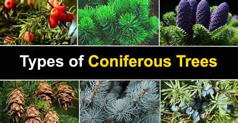 Types Of Evergreen Trees Pictures | Holly Native