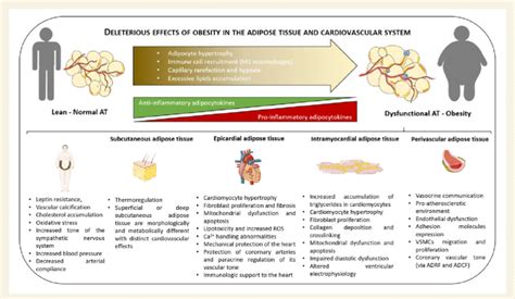 Obesity-induces adipose tissue dysfunction (upper panel). The cardiac... | Download Scientific ...