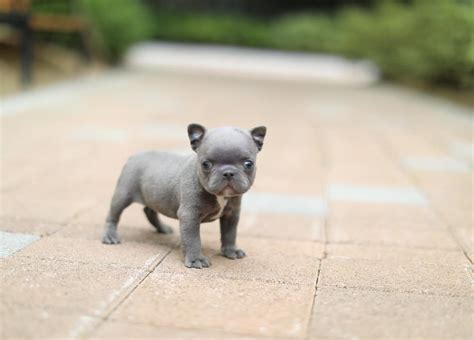 Mini Blue French Bulldog (Micro) - How to buy them? - FBDT