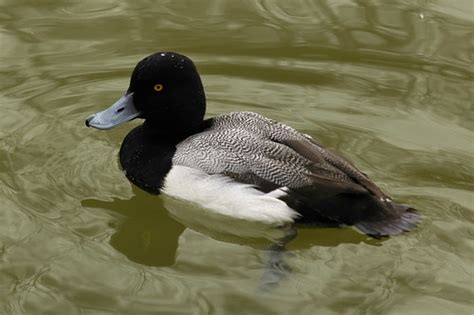 Lesser Scaup - Male | View Large | Brendan Lally | Flickr