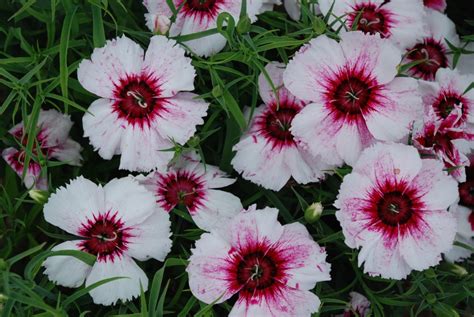 Amazing annuals: dianthus | The Biking Gardener