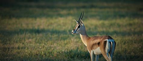 Thomson's Gazelle | African Wildlife Foundation