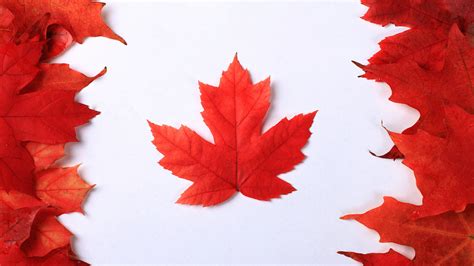 Canadian Maple Tree