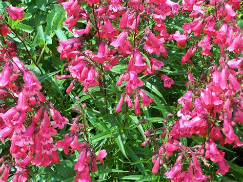 Buy Penstemon in variety by mail order