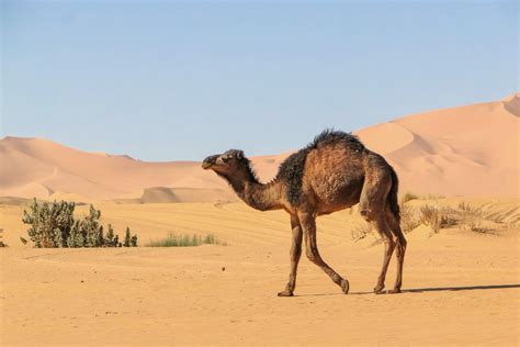 Camel Facts: Habitat, Behavior, Diet