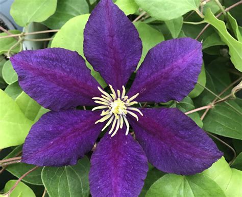 The President Clematis Vine - Deep Purple - 2.5" Pot - Walmart.com | Clematis vine, Clematis ...