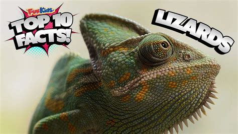 Top 10 Facts about Lizards! - Fun Kids - the UK's children's radio station