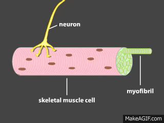 How a muscle contraction is signalled - Animation on Make a GIF