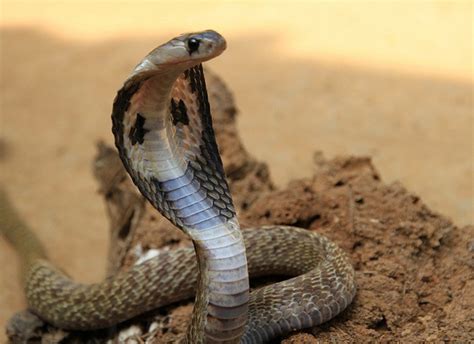 Egyptian Cobra Facts and Pictures