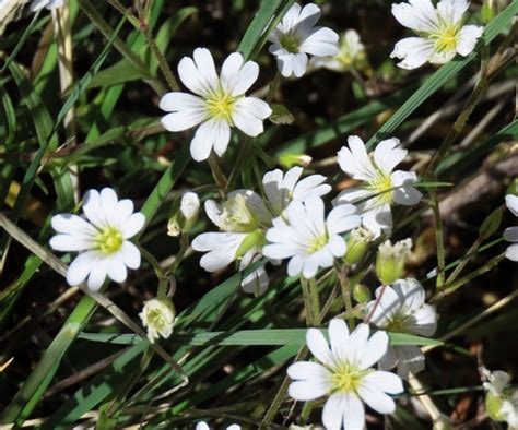 Cerastium strictum · iNaturalist