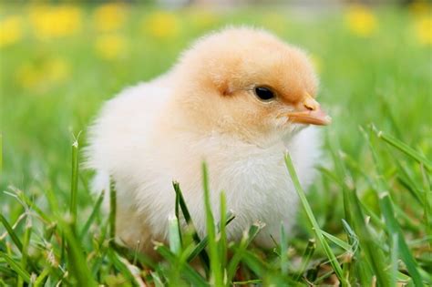 21 Surprising Facts About Chickens