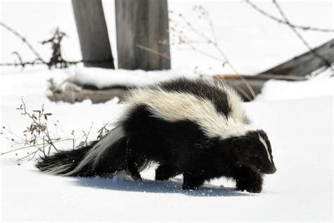 How to Remove Skunk Smell From Your Car - The News Wheel