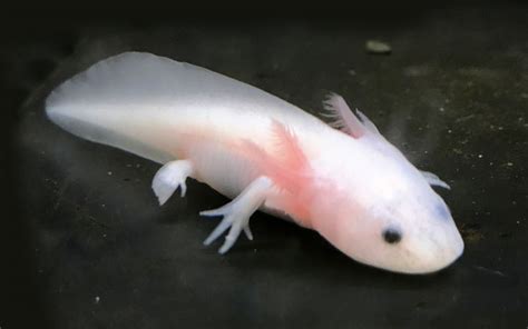 5+ How To Breed Axolotl's Today | Hutomo