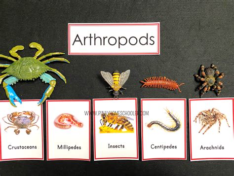 Arthropod Classification Chart