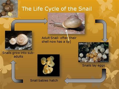 Pin by Sarah Brown on Activities | Snail life cycle, Life cycles, Snail