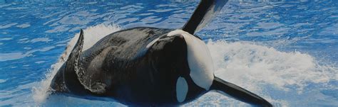 SeaWorld Honors Tilikum by Finally Ending Killer Whale Breeding Program