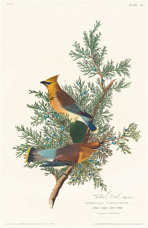 Cedar Bird from Birds of America (1827) by John James Audubon, etched .. | Free public domain ...