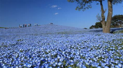 Hitachi Seaside Park In The Spring Is One More Reason To Love Japan (PHOTOS) | HuffPost Canada News