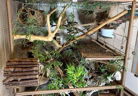 Bioactive & Naturalistic Rat Cage Setup: How to Get Started in 2021 ...