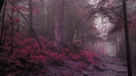 Pink Forest - XFXWallpapers