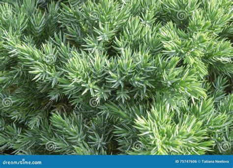 Evergreen juniper tree stock photo. Image of needle, nature - 75747606