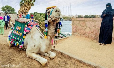 Photo of the day: camel festival - EgyptToday