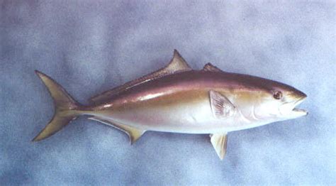 Amberjack - Recipes Wiki