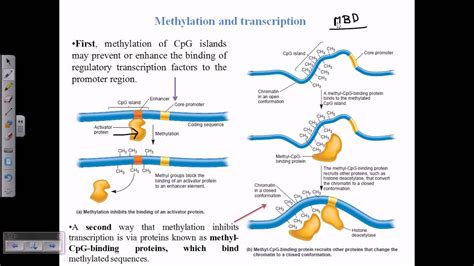 DNA methylation - YouTube