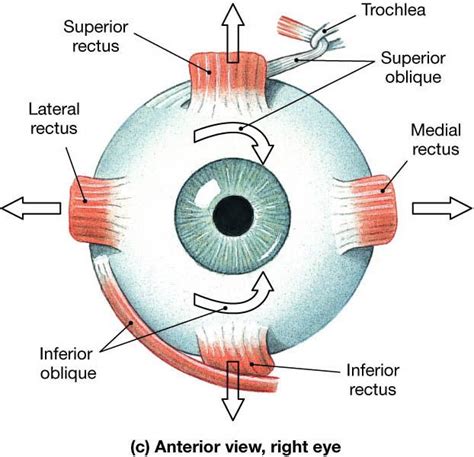 Pin by Kerri Johnson on vision therapy | Eye anatomy, Anatomy and physiology, Medical anatomy