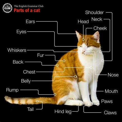 an orange and white cat sitting on top of a black background with words describing parts of a cat