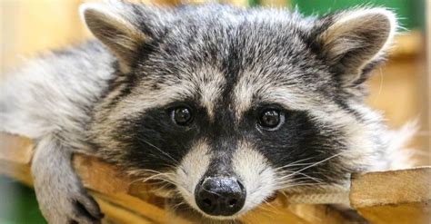 Raccoon - A-Z Animals