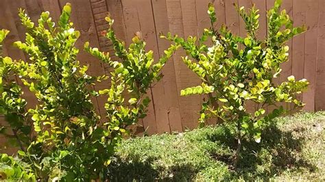 How to Coco Plum bush into Tree - YouTube