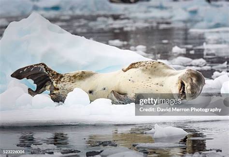 Crabeater Seal Teeth Photos and Premium High Res Pictures - Getty Images