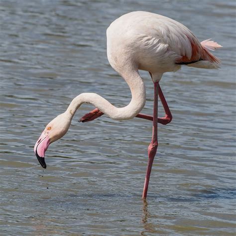 Greater Flamingo | Bubo Birding