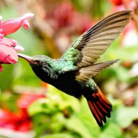 Hummingbirds of Panama - Coronado Concierge