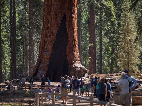 Yosemite's Washburn Fire threatens Mariposa Grove of giant sequoias : NPR