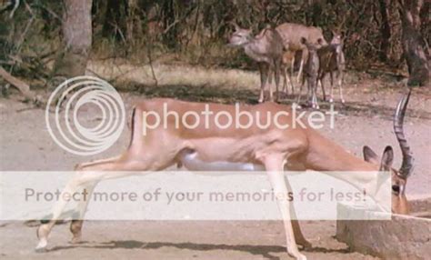 Bow hunting Impala | AfricaHunting.com