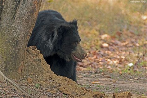 Sloth Bear | Sloth Bear In India | Sloth Bear Size