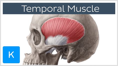 Temporal Muscle Anatomy Overview - Human Anatomy | Kenhub - YouTube