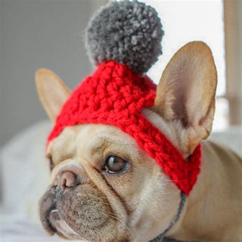 Great French Bulldog Hat in the world The ultimate guide | bulldogs