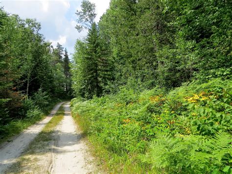 Birds of South Porcupine and Timmins: Ivanhoe Lake Provincial Park ...