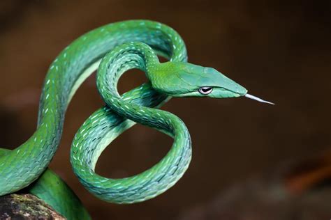 Twelve Non-Deadly Snakes of Cambodia ⋆ Community Events