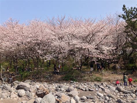 Jeju Island Cherryblossom Cherry - Free photo on Pixabay - Pixabay